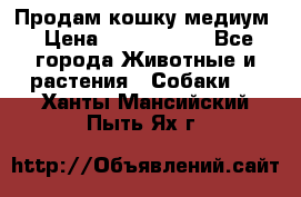 Продам кошку медиум › Цена ­ 6 000 000 - Все города Животные и растения » Собаки   . Ханты-Мансийский,Пыть-Ях г.